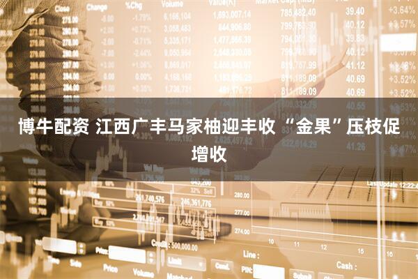 博牛配资 江西广丰马家柚迎丰收 “金果”压枝促增收